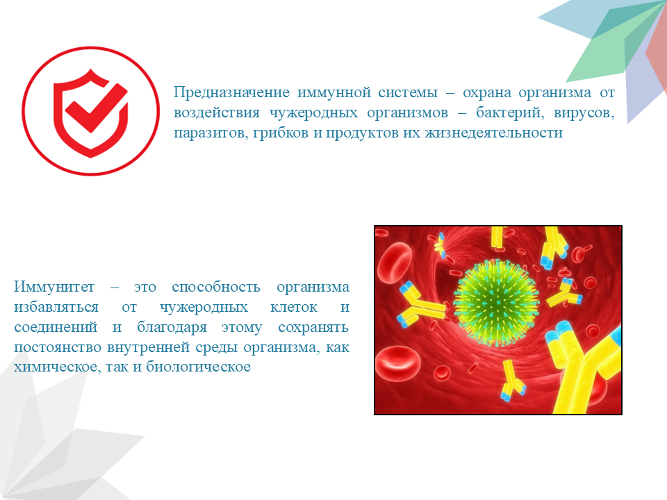 Неделя поддержания иммунитета 24.02-02.03 Слайд3