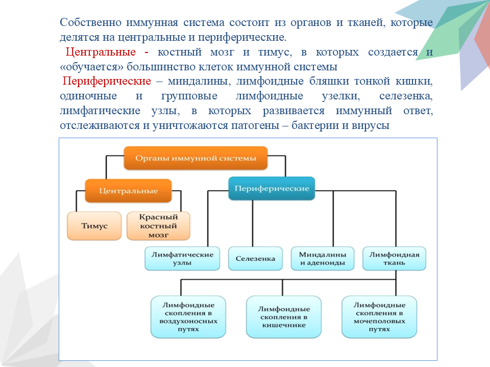 Неделя поддержания иммунитета 24.02-02.03 Слайд4